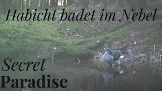 Habicht badet im Nebel [upl. by Dunn]