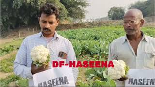 HY CAULIFLOWER DF HASEENA [upl. by Heady38]