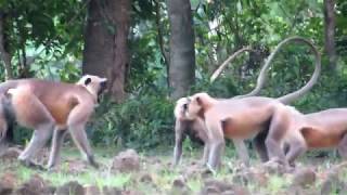 Monkey Fighting II Langur Fighting [upl. by Sapphera210]