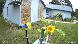 Sunflower Time lapse Following the sun [upl. by Nabla]