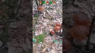 🍄‍🟫🌲🍄‍🟫🌲🍄‍🟫🔥🔥🔥mushroom boletus porcini shorts pilze fungi грибы грибочки grzyby huby [upl. by Eelsel293]