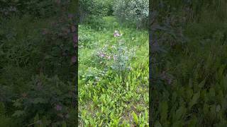 Pink and purple flowers in Eielson AFB Alaska during June 2024 [upl. by Duky736]