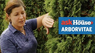 All About Arborvitaes  Ask This Old House [upl. by Ennis]