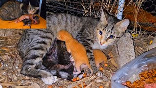 From Day 1 to Day 30 The Story of the rescued stray mother cat and her newborn kittens [upl. by Warner]