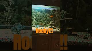 WHAzzz up Rocky music song vinyl musica viralvideo [upl. by Bland]