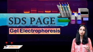 SDS PAGE I Polyacrylamide Gel Electrophoresis I Technique Complete Detail [upl. by Dolli291]