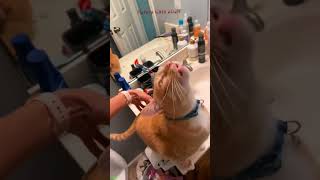 Funny Pets 😹 funny cats moments 😹 FunnyCats Episode 4138 [upl. by Groveman]