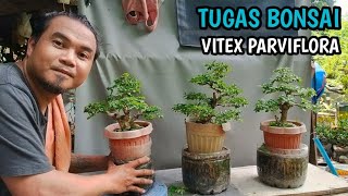 TUGAS VITEX PARVIFLORA BONSAI MAINTENANCETRIM [upl. by Nitniuq]