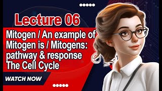 Mitogen  An example of mitogen is  Mitogens pathway amp response  The Cell Cycle  Lecture 6 [upl. by Alleoj]