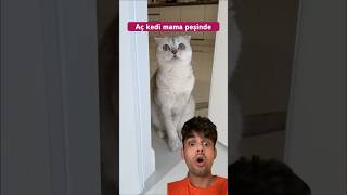 Aç kedi mama peşinde 🐈😳 kedi hikayesi bölüm 2 kediler kedivideoları [upl. by Storz]