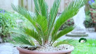 Pet Care Insights  Sago Palm is a toxic tree for Dogs [upl. by Angelique]