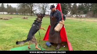 Schutzhund Protection Training Young Dog 17months old [upl. by Annaicul]