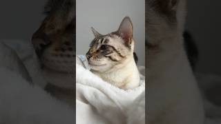 Cat demos how to look aloof bengalcat cat cute cutecat cats shorts funny model sideprofile [upl. by Orgel]