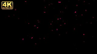 flowers layers overlay rose overlay black screen flowers falling flowers loop video falling petals [upl. by Reh]