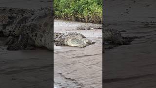 Habt ihr schon mal Krokodile in freier Natur gesehen🐊 urlaubcostaricatarcoleskrokodile [upl. by Bethany]