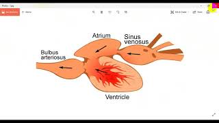 VENUS HEART  AIR BLADDER  LABEO ROHITA  HSC ZOOLOGY [upl. by Namruht]