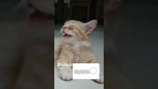 cuakss🤣🤣 funny animals viralshorts viralshort shorts short trending hehe [upl. by Ecyoj]