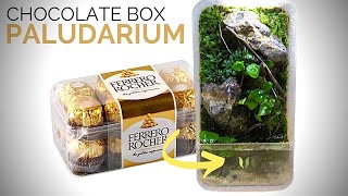 Dont throw away empty Ferrero Rocher chocolate boxes Make a mini paludarium [upl. by Hope]