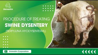 PROCEDURE OF TREATING SWINE DYSENTERY SERPULINA HYODYSENTERIA [upl. by Hgielhsa]