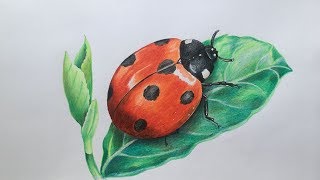 Ladybug Drawing in Color Pencils  Realistic Ladybug Drawing  Faber Castell Polychromos [upl. by Nelli]