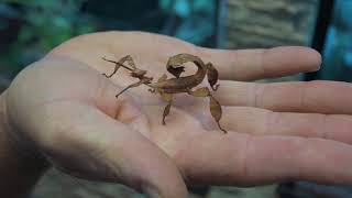 Stick Insects as pets  Responsible pet care guide [upl. by Ottie]