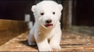 EisbärBaby vom Berliner Tierpark ist ein Junge [upl. by Halli]