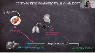 Sistema reninaangiotensinaaldosterona [upl. by Stephanus]