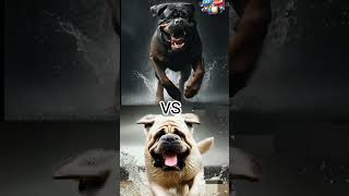 DOG FIGHT American pitbull vs french MAstiff who will win [upl. by Burbank693]