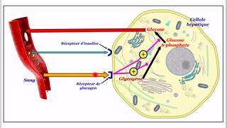 Mode daction de linsuline et du glucagon [upl. by Veradi]