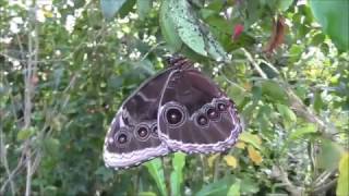 Butterfly Journey at Chester Zoo [upl. by Ingaborg]