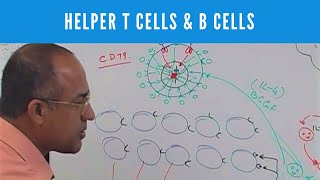 Helper T cells  CD4 and B cells  Lymphocytes  Immunology [upl. by Gurney]