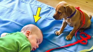 6MonthOld Paralyzed baby Falls Asleep Look What The Puppy Did Next Its A Miracle [upl. by Noived]