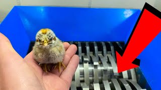 CUTE BABY CHICKEN VS SHREDDER EXPERIMENT [upl. by Aicenaj]