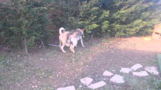 Kangal Dog vs Gray Wolf [upl. by Aisiat803]