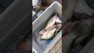 Afternoon fall crappie crappiefishing fall fishing outdoors southcarolina [upl. by Adam]