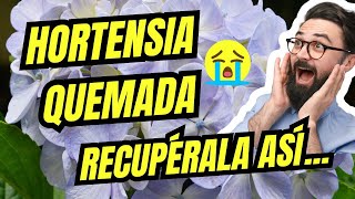 REVIVE TU HORTENSIA QUEMADA Plantmen [upl. by Koffler578]