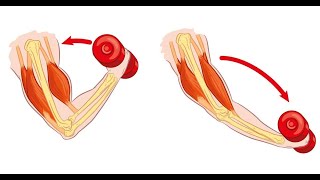 MUSCLE CONTRACTION  MOVEMENTS  ELECTROLYTE ACTIONS  REGULATIONS [upl. by Chui]