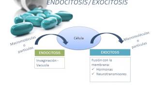 Tema 2 FARMACOCINÉTICA Absorción [upl. by Festatus]