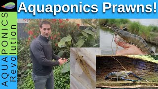 Growing prawns in aquaponics [upl. by Goodyear]