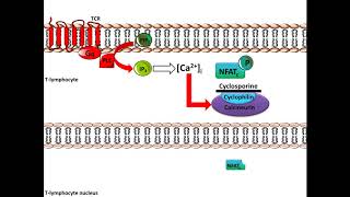 Cyclosporine  Mechanism of Action [upl. by Box]