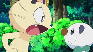 Oshawott y Meowth se pelean por Purrloin [upl. by Sandry850]