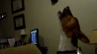 Basenji Singing [upl. by Georg]