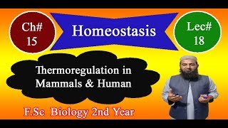 Biology Ch15Lecture18 Thermoregulation in mammals and human FSc 2nd Year [upl. by Eberle404]