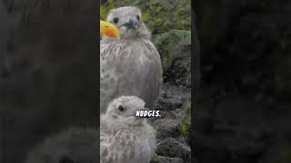 Baby Birds FIRST Flight Secrets Revealed [upl. by Ener108]