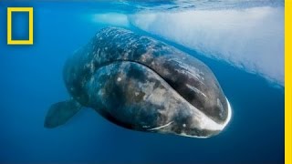 Catching a 200YearOld Whale  Nat Geo Live [upl. by Tiffie]