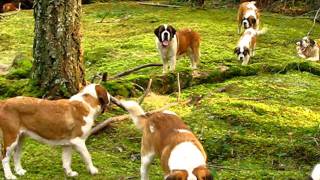 Lasquites Saint Bernards [upl. by Lalita15]