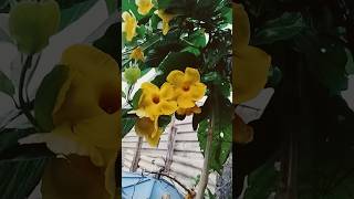 Dipladenia ou Mandeville plantaslindas plantasejardim [upl. by Durrett]