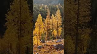 Autumn hike in OkanoganWenatchee NF larches  backpacking camping [upl. by Nassir]