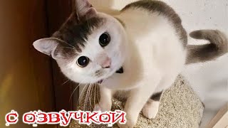 Приколы с котами С ОЗВУЧКОЙ ТАКИЕ смешные коты и собаки  Самые смешные животные [upl. by Hoffman794]