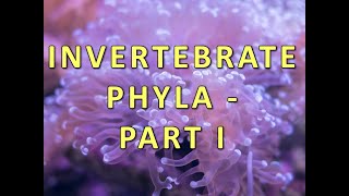 Invertebrate Phyla  Part I [upl. by Jenda]